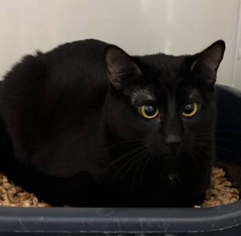 Domestic Short Hair Cats Available for Adoption - Lovey | PetCurious