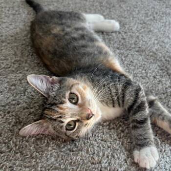 Daisy -  Domestic Short Hair Cat for Adoption in Peachtree City, Georgia - Daisy | PetCurious