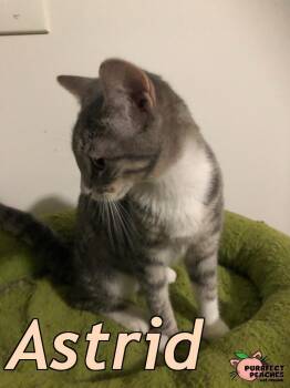 Astrid -  Domestic Short Hair Cat for Adoption in Douglasville, Georgia - Astrid | PetCurious