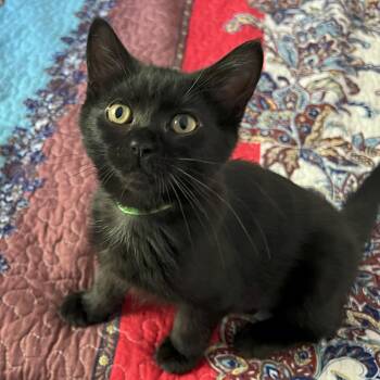 Rescue Domestic Short Hair Cats for Adoption in Cathlamet, Washington - Katy | PetCurious