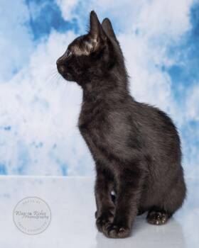 Rescue Bombay and Domestic Short Hair Cats for Adoption in Tuscaloosa, Alabama - Romance | PetCurious