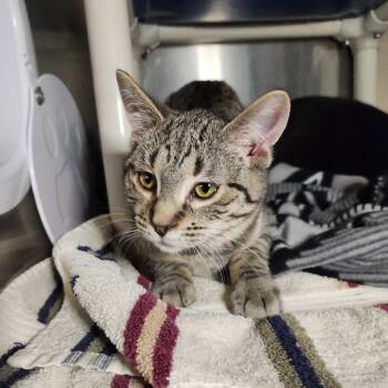 Domestic Short Hair Cats Available for Adoption - Junior | PetCurious