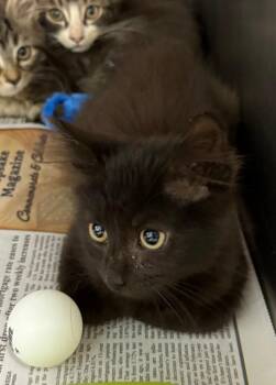 Cumulus -  Domestic Medium Hair Cat for Adoption in Belton, Texas - Cumulus | PetCurious
