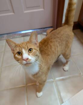 Rescue Domestic Short Hair Cats for Adoption in Hoyleton, Illinois - Lenny | PetCurious
