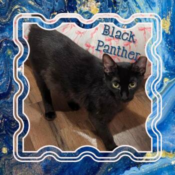 Domestic Short Hair Cats Available for Adoption in Grovetown, Georgia - Black Panther | PetCurious