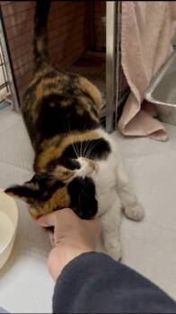 Domestic Short Hair Cats Available for Adoption - Calypso | PetCurious