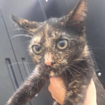 Tortilla -  Domestic Short Hair Cat for Adoption in Albert Lea, Minnesota - Tortilla | PetCurious