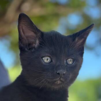 Dooney -  Domestic Short Hair Cat for Adoption in Richmond, Virginia - Dooney | PetCurious