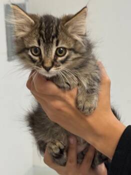 Domestic Long Hair Cats Available for Adoption in Vacaville, California - Gunner | PetCurious
