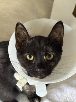 Zelda -  Domestic Short Hair Cat for Adoption in Honolulu, Hawaii - Zelda | PetCurious