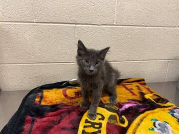 A554144 -  Domestic Medium Hair and Domestic Short Hair Cat for Adoption in Moreno Valley, California - A554144 | PetCurious