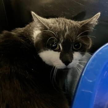 Domestic Short Hair Cats Available for Adoption - Sir Pepper Oni | PetCurious