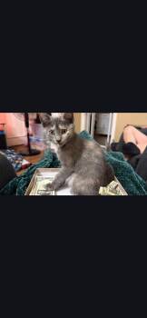 Hope -  Domestic Short Hair Cat for Adoption in Harrisburg, Pennsylvania - Hope | PetCurious