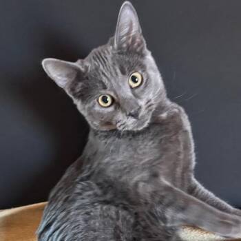 Domestic Short Hair Cats Available for Adoption - August | PetCurious