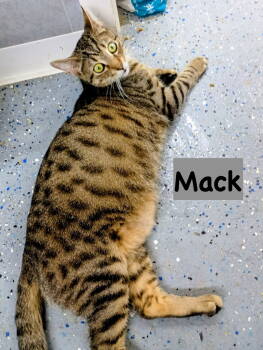 Rescue Domestic Short Hair and Ocicat Cats for Adoption in Morehead, Kentucky - Mack | PetCurious