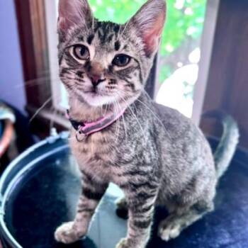 Addison -  Domestic Short Hair Cat for Adoption in Green Bay, Wisconsin - Addison | PetCurious