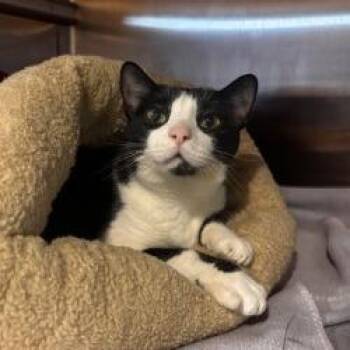 NCI5617 Stella -  Domestic Short Hair Cat for Adoption in Port Washington, New York - NCI5617 Stella | PetCurious