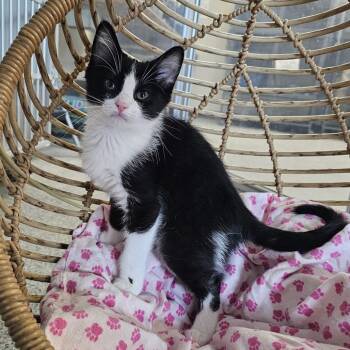 Vinny -  Domestic Short Hair Cat for Adoption in Monroe, Michigan - Vinny | PetCurious