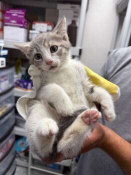 Marty -  Domestic Short Hair Cat for Adoption in Pomona, New York - Marty | PetCurious
