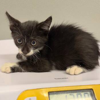 Hatcher -  Domestic Short Hair Cat for Adoption in Tampa, Florida - Hatcher | PetCurious