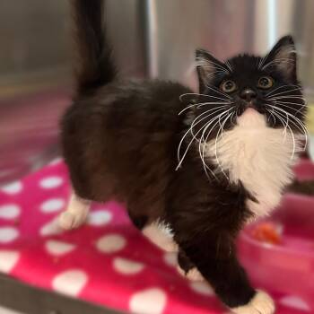 Look Out! -  Domestic Short Hair Cat for Adoption in Davenport, Iowa - Look Out! | PetCurious