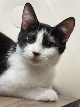 Rescue Domestic Short Hair Cats for Adoption in Sioux Falls, South Dakota - Ivy | PetCurious