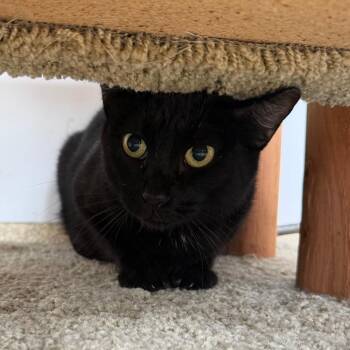 Maple -  Domestic Short Hair Cat for Adoption in Riverwoods, Illinois - Maple | PetCurious