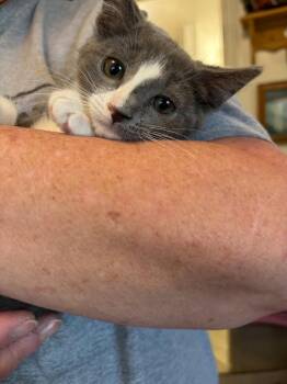 Hutch -  Domestic Medium Hair Cat for Adoption in Heber City, Utah - Hutch | PetCurious