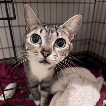 Duchess -  Domestic Short Hair Cat for Adoption in Arlington Heights, Illinois - Duchess | PetCurious