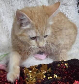 Domestic Medium Hair and Domestic Short Hair Cats Available for Adoption in Conway, South Carolina - Terra Cotta | PetCurious