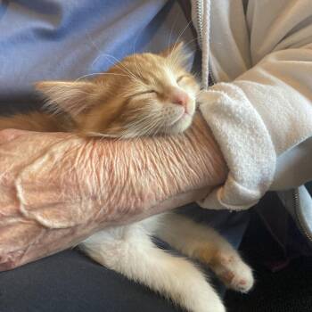 Domestic Long Hair Cats Available for Adoption - Harry | PetCurious