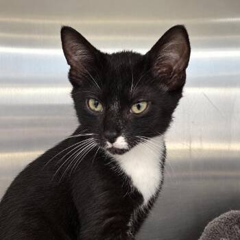 Kroger -  Domestic Short Hair Cat for Adoption in Corbin, Kentucky - Kroger | PetCurious