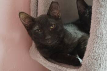 Rescue Domestic Short Hair Cats for Adoption in Fountain Hills, Arizona - Popsicle | PetCurious