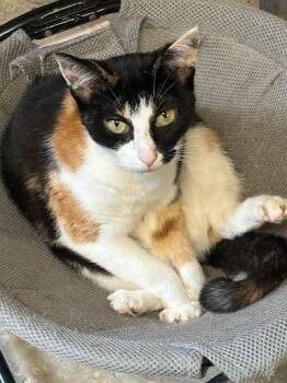 Echo -  Domestic Short Hair Cat for Adoption in Raleigh, North Carolina - Echo | PetCurious