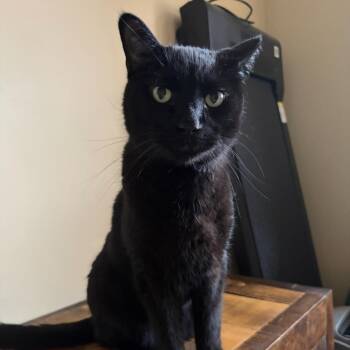 Gomez -  Domestic Short Hair Cat for Adoption in Hudsonville, Michigan - Gomez | PetCurious