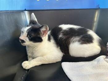 Domestic Short Hair Cats Available for Adoption in Ocala, Florida - PERIWINKLE | PetCurious