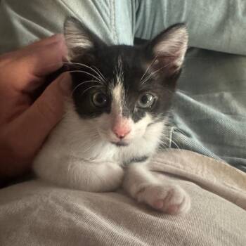 Roonroonlulu -  Domestic Short Hair Cat for Adoption in Los Angeles, California - Roonroonlulu | PetCurious