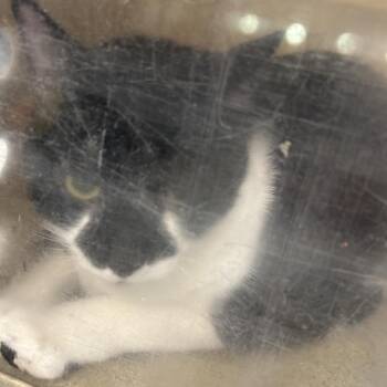 Newt -  Domestic Short Hair Cat for Adoption in Philadelphia, Pennsylvania - Newt | PetCurious