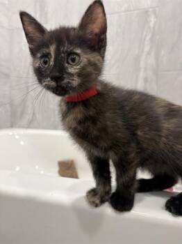 VALENTINA -  Domestic Short Hair Cat for Adoption in Colorado Springs, Colorado - VALENTINA | PetCurious