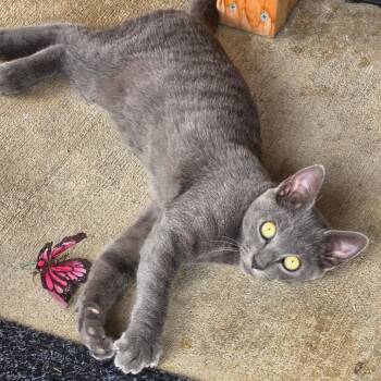 Dolly - Costa Mesa Location -  Domestic Short Hair Cat for Adoption in Chino Hills, California - Dolly - Costa Mesa Location | PetCurious