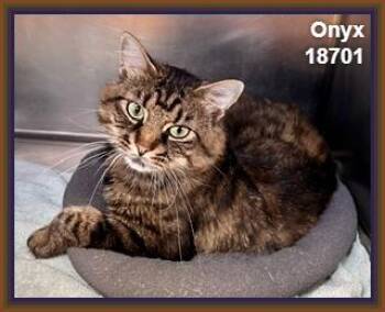 Domestic Medium Hair and Tabby Cats Available for Adoption in Marietta, Georgia - ONYX | PetCurious