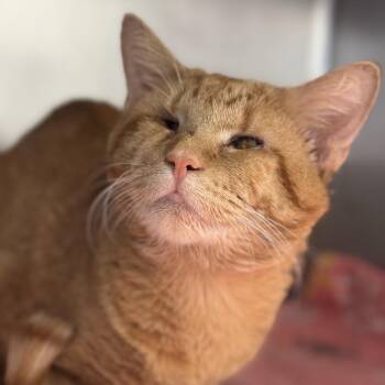 Ojitos -  Domestic Short Hair Cat for Adoption in Matteson, Illinois - Ojitos | PetCurious