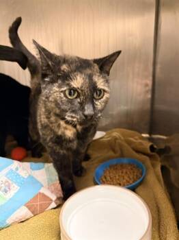 Domestic Short Hair Cats Available for Adoption - TORI | PetCurious