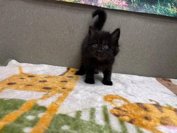 Domestic Medium Hair and Domestic Short Hair Cats Available for Adoption in Moreno Valley, California - A550504 | PetCurious