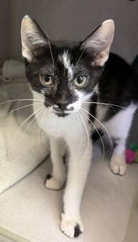 Andy -  Domestic Short Hair Cat Available for Adoption in Salem, New Hampshire - Andy | PetCurious