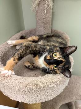 Cleocatra -  Domestic Short Hair Cat for Adoption in Arthur, Ontario - Cleocatra | PetCurious