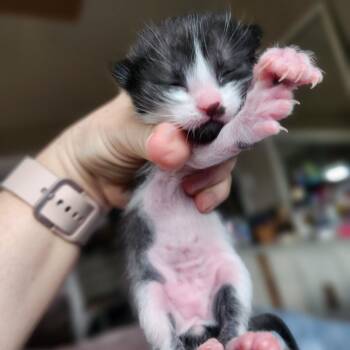 Domestic Short Hair Cats Available for Adoption in Layton, Utah - Dwight Lucas | PetCurious