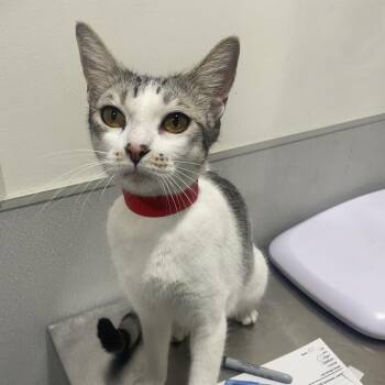 Domestic Short Hair Cats Available for Adoption in Tampa, Florida - Linda | PetCurious