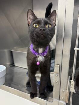 Domestic Short Hair Cats Available for Adoption - Sage | PetCurious