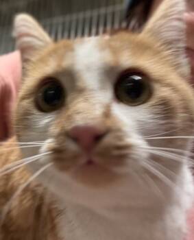 Rescue Domestic Short Hair Cats for Adoption in Pocatello, Idaho - Chloe 45525 | PetCurious